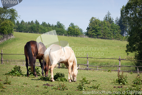 Image of Horses in the meadow