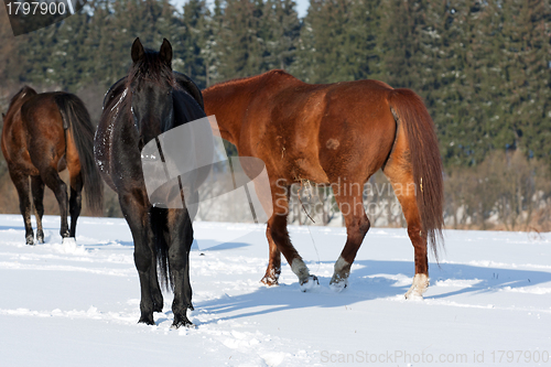 Image of Herd of horses