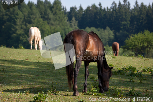 Image of Horses in the meadow