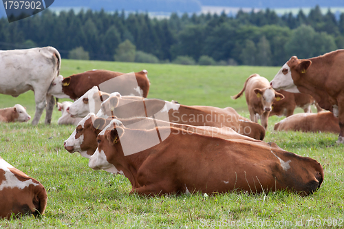 Image of Dairy cows in pasture