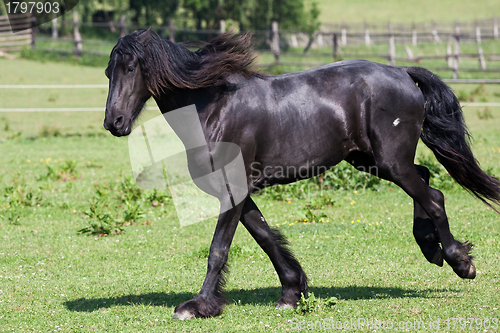 Image of Black horse runs gallop