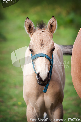 Image of Foal in field 