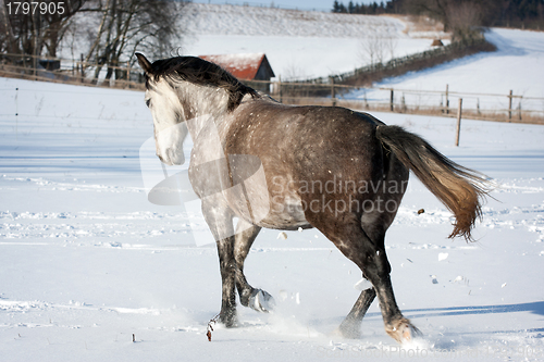 Image of White horse runs gallop