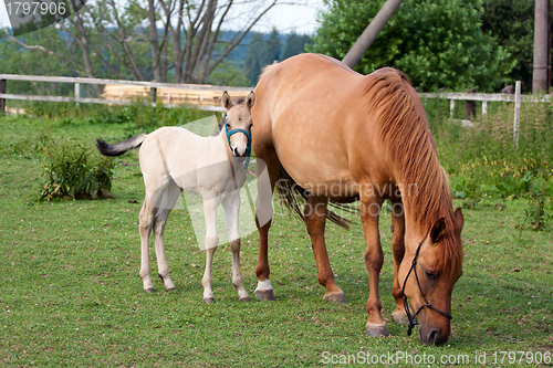 Image of Mare and her foal