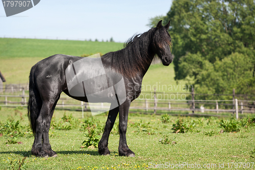 Image of Black horse in the meadow