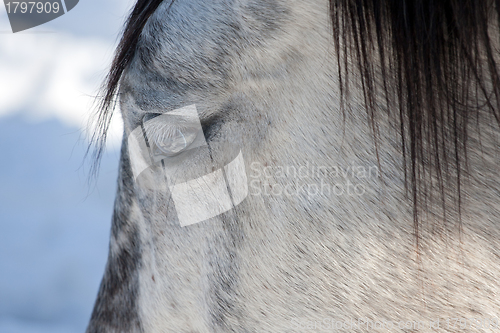 Image of Horse eye