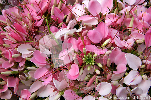 Image of Flowers