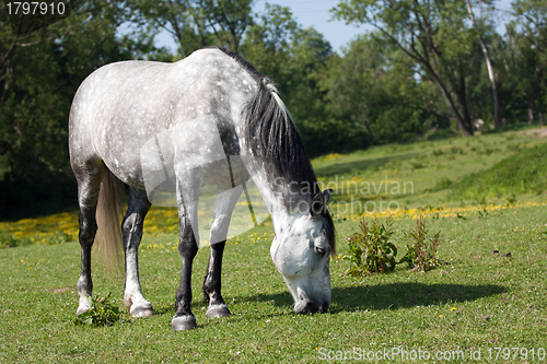 Image of Horse in the meadow