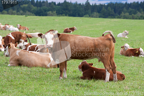 Image of Dairy cows in pasture