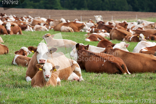 Image of Dairy cows in pasture