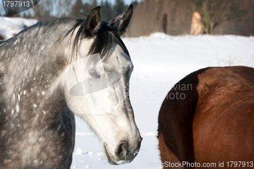 Image of Herd of horses