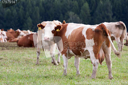 Image of Dairy cows in pasture