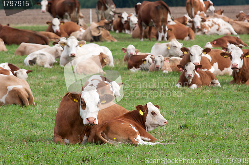 Image of Dairy cows in pasture