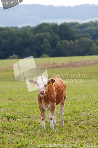 Image of Calf 