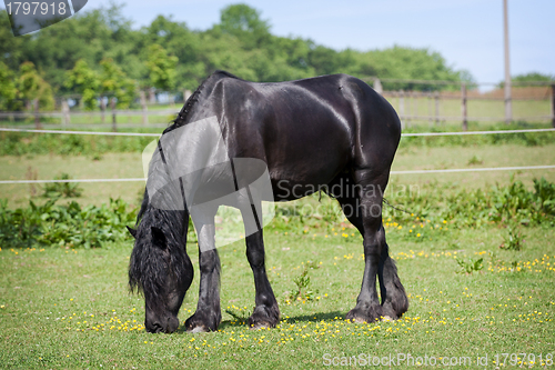 Image of Black horse in the meadow