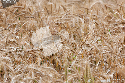 Image of Wheat straws on a summer day in the field 