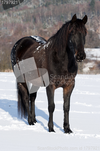 Image of Black horse in winter