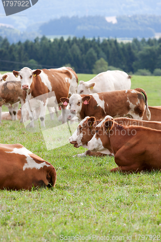 Image of Dairy cows in pasture