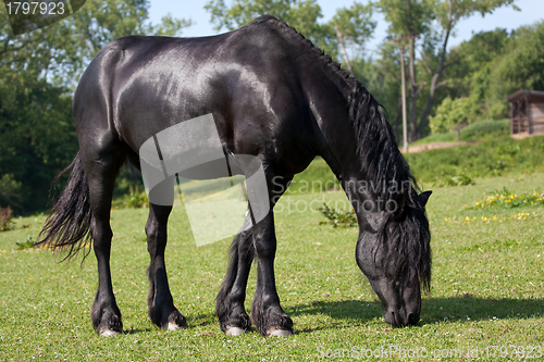 Image of Black horse in the meadow