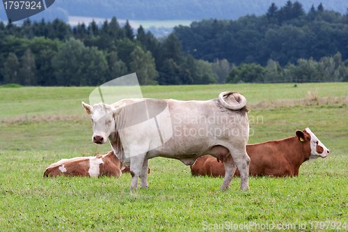 Image of Dairy cows in pasture