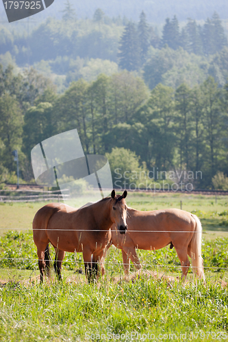 Image of Horses in the meadow