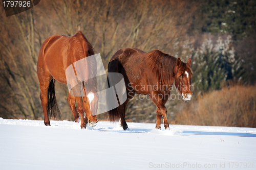 Image of Herd of horses