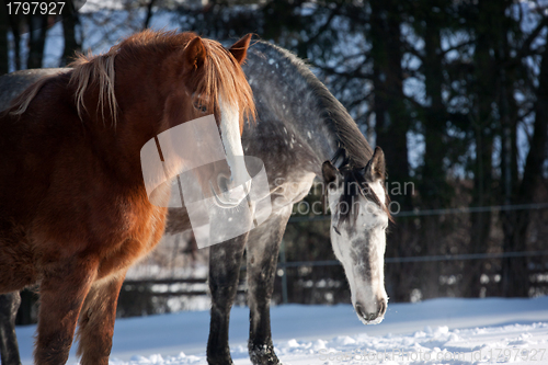 Image of Herd of horses