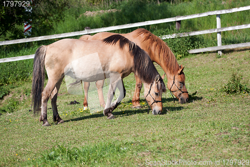 Image of Horses in the meadow