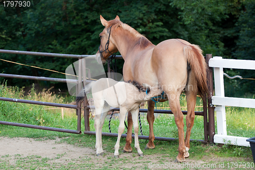 Image of Mare and her foal