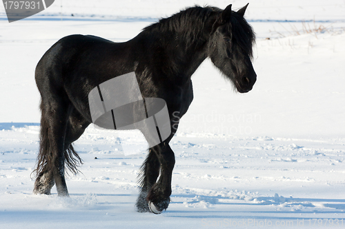 Image of Black horse in winter