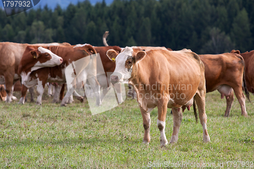 Image of Cows on pasture 