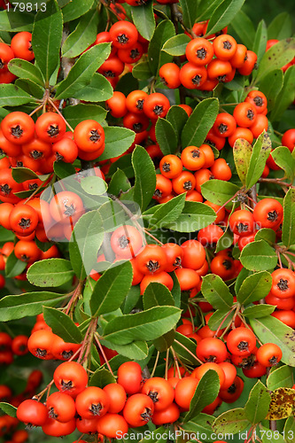 Image of Red wild berry