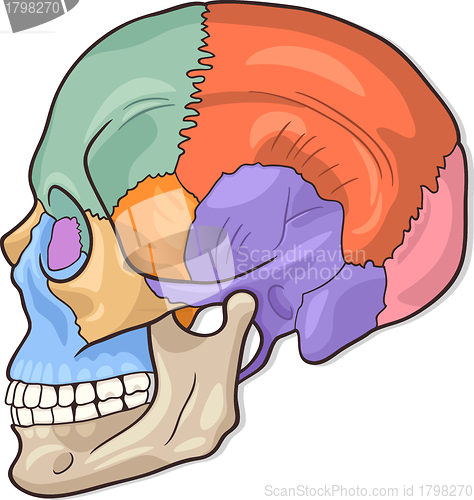 Image of Human Skull Diagram Illustration