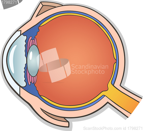 Image of Human Eye Cross Section