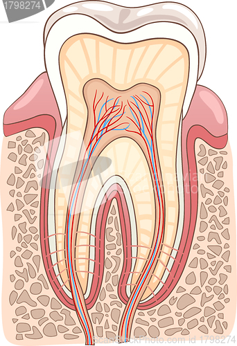 Image of Tooth Section Medical Illustration