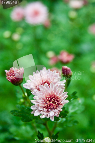 Image of Pink dahlia 