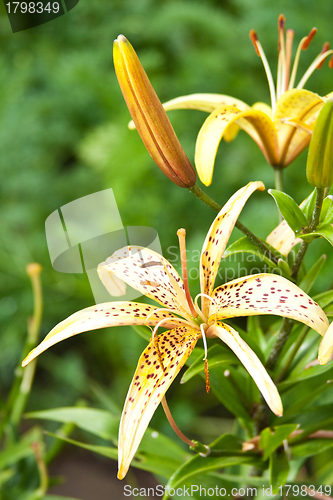 Image of yellow lily flowers