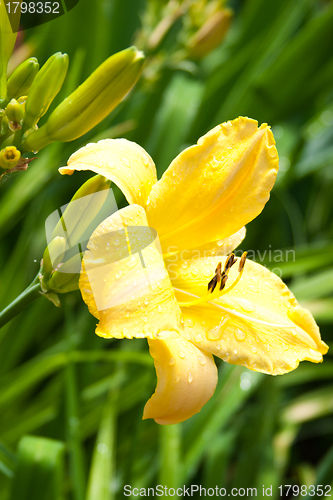 Image of yellow lily flower