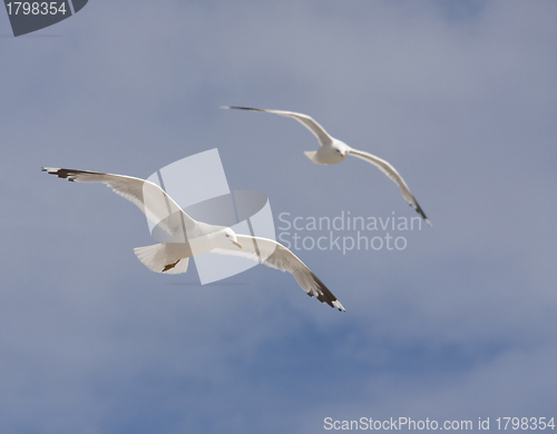 Image of Seagull in flight