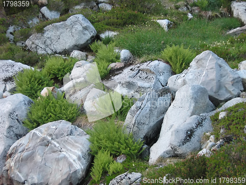 Image of Rocks And Grass