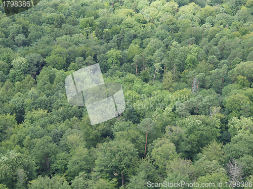 Image of Black forest