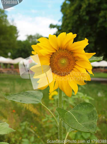 Image of Sunflower flower