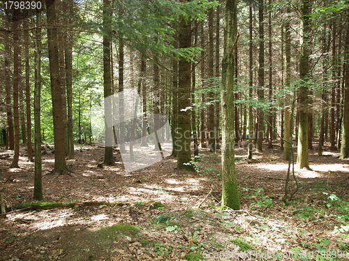 Image of Black forest