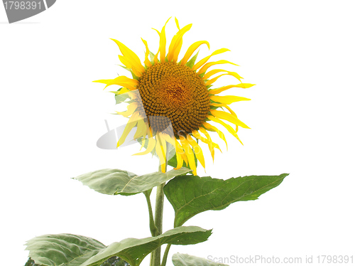 Image of Sunflower flower