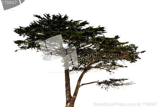 Image of Big tree isolated