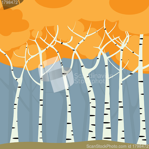 Image of Birch forest