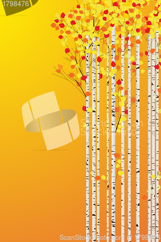 Image of Autumn birch forest