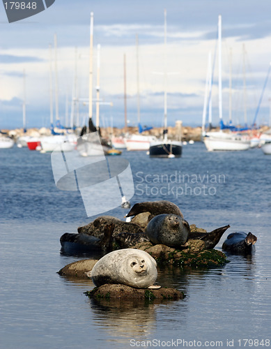 Image of Sea lions