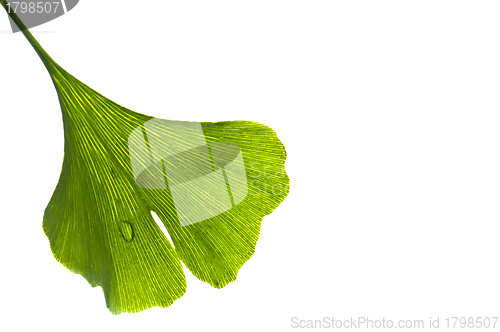 Image of Ginkgo leaf