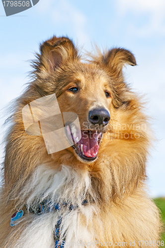 Image of collie dog